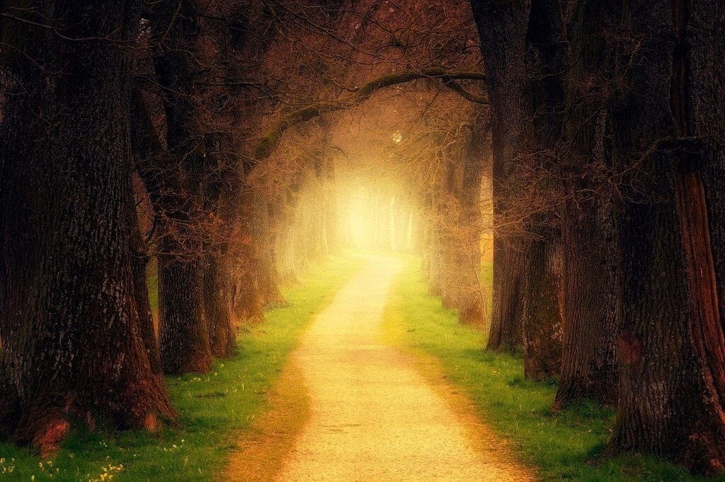 magical looking forest path with golden light shining at the end